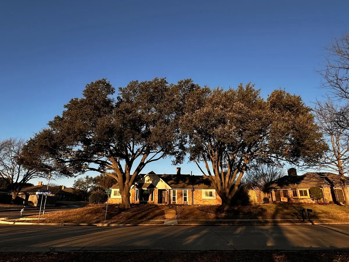 Established residential canopy tree shading a home in Alpine